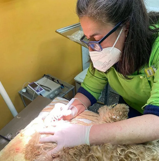 Clínica veterinaria